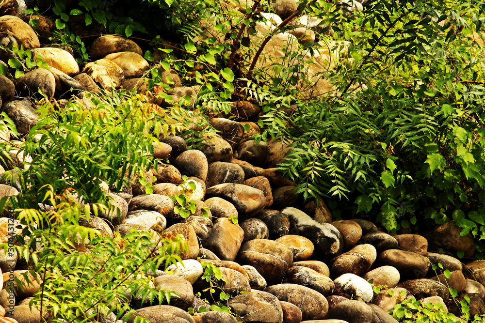The trees.rocks and stone on the bank of Ganga river The trees.rocks and stone on the bank of Ganga river