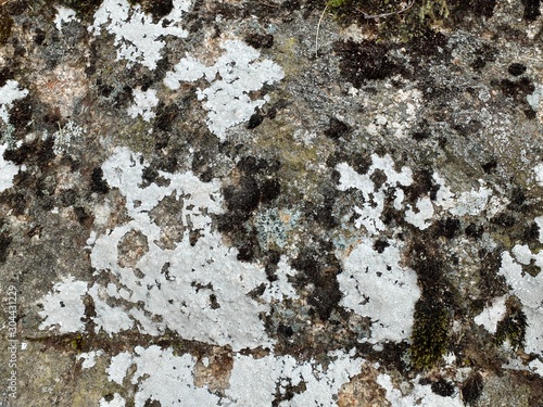 Multicoloured lichen on a rock surface