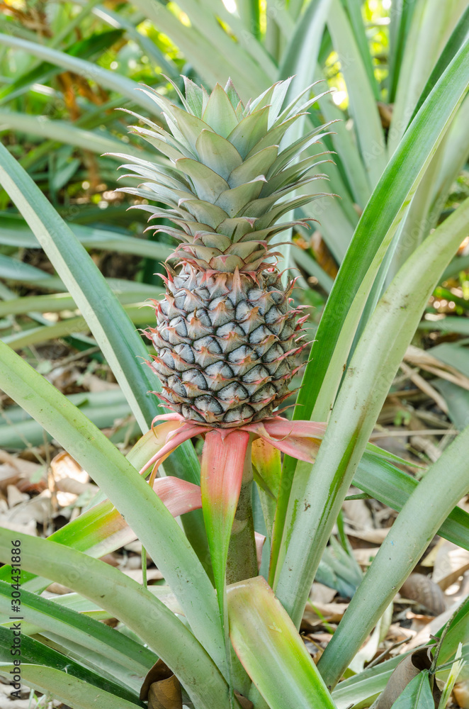 Pineapple Plant naturally growing. Pineapple Plant naturally growing.
