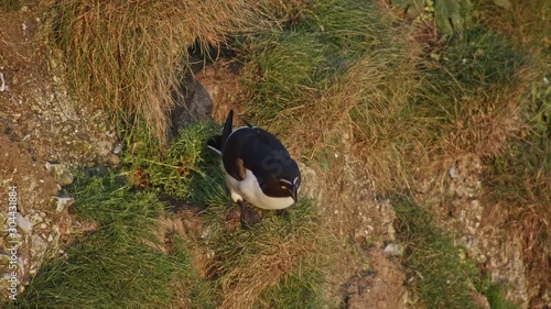 Razorbill Bird observing seabird activities on cliff face. Sounds of other seabirds.