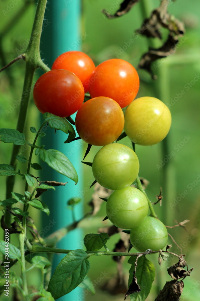 Cherry tomatoes in various colors from light green to yellow and red growing from single plant in local home garden surrounded with leaves on warm sunny summer day