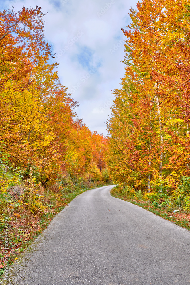 Road through the autumn orange forest