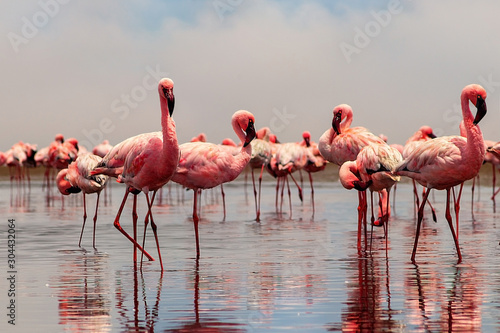Wild african birds. Group of African red flamingo birds and their reflection on clear water. Walvis bay, Namibia, Africa © Yuliia Lakeienko