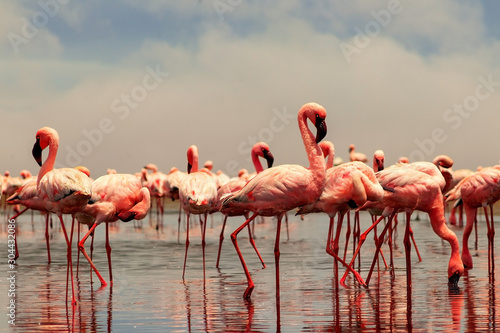 Wild african birds. Group of African red flamingo birds and their reflection on clear water. Walvis bay, Namibia, Africa