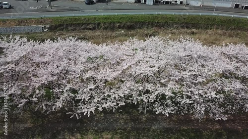 桜 桜並木 土手の桜並木を見下ろす 左にトラック 空撮 ドローン 回転 トラック 鳥瞰 久山_桜_v12_00463(DJI_0271_1_MOV) photo