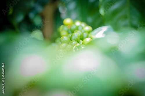 Coffee bean close-up view, Green Arabica seeds, Thailand
