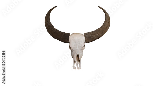 Head skull of buffalo isolated on white background  with clipping path. © shutter360