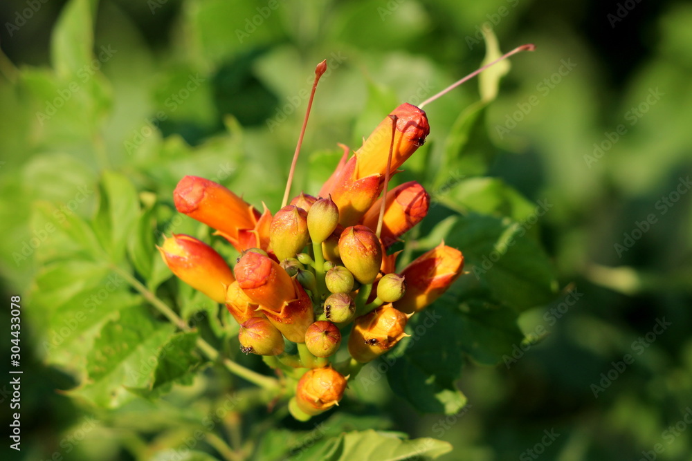 Dense bunch of Trumpet vine or Campsis radicans or Trumpet creeper or Cow itch vine or Hummingbird vine flowering deciduous woody vine plant with closed orange to red flowers emerging from terminal cy Dense bunch of Trumpet vine or Campsis radicans or Trumpet creeper or Cow itch vine or Hummingbird vine flowering deciduous woody vine plant with closed orange to red flowers emerging from terminal cy