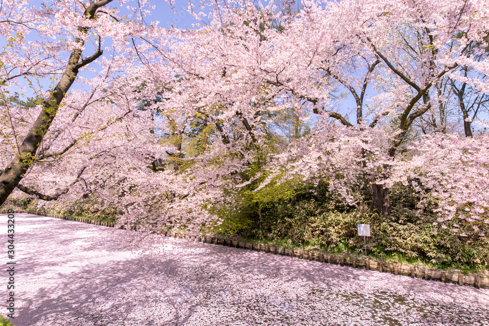 Fototapeta premium 満開の桜 弘前公園