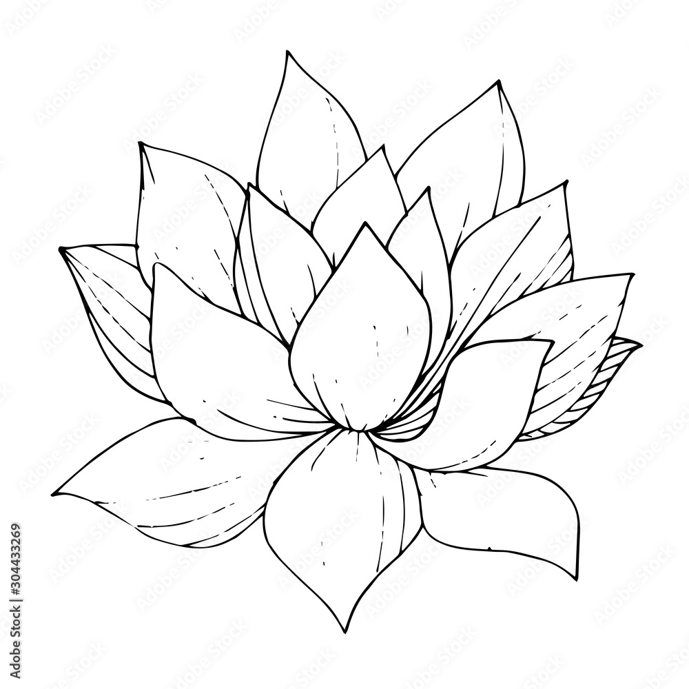 Vector succulent floral botanical flower. Black and white engraved ink art. Isolated succulents illustration element. Vector succulent floral botanical flower. Black and white engraved ink art. Isolated succulents illustration element.