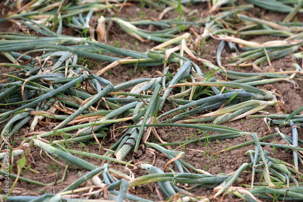 Flopped over Green onions or Scallions or Spring onions or Salad onions planted in local home garden surrounded with dry soil on warm sunny summer day