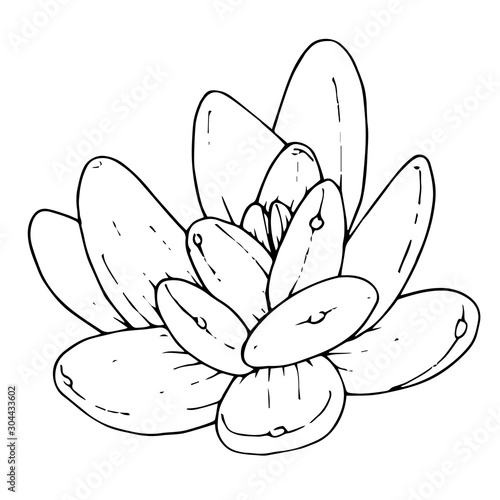 Vector succulent floral botanical flower. Black and white engraved ink art. Isolated succulents illustration element.