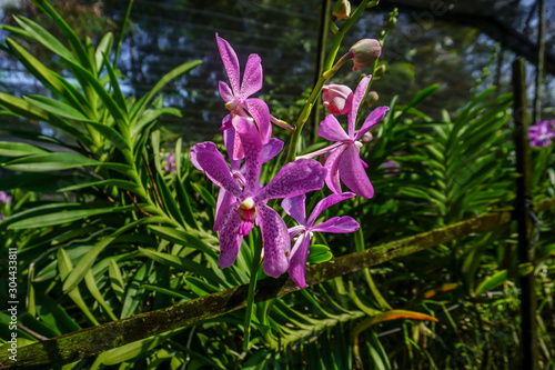 Pink mokara orchids in the garden photo