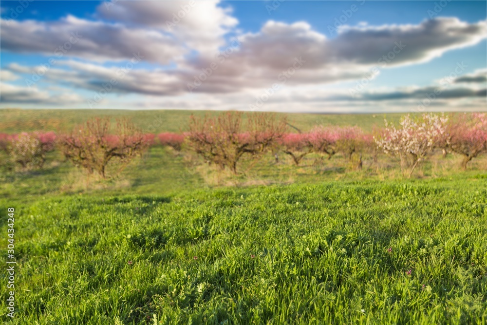 Fototapeta premium Grass.