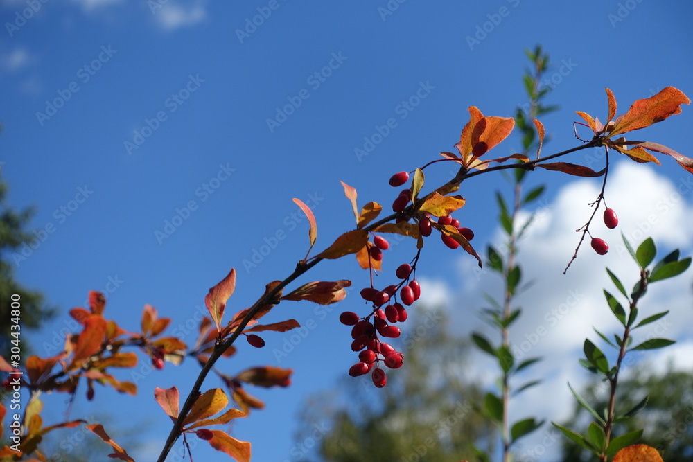 Ripe red berries of common barberry against blue sky in October Ripe red berries of common barberry against blue sky in October