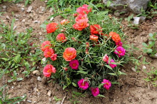 Moss Rose Or Portulaca Grandiflora Or Rose Moss Or Ten Oclock Or Mexican Rose Or Vietnam Moss Rose Or Portulaca Grandiflora Or Rose Moss Or Ten Oclock Or Mexican Rose Or Vietnam