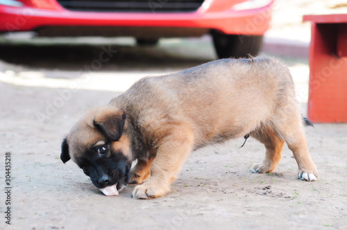 brown puppy eating from the ground