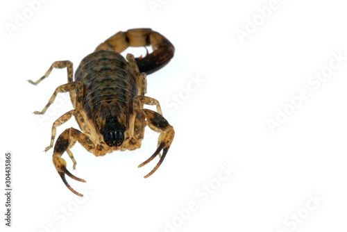 Brown Scorpion Poisonous animals isolated on the white background.