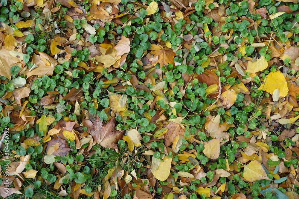 Wet fallen leaves covering Glechoma hederacea in October Wet fallen leaves covering Glechoma hederacea in October