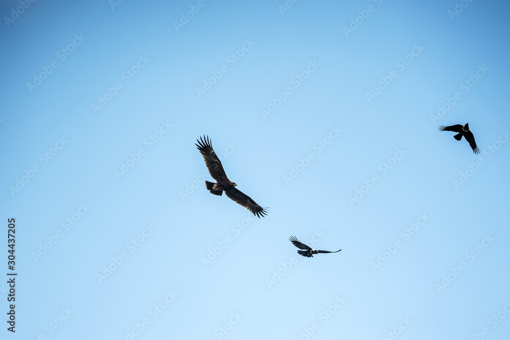 Fototapeta premium Greater Spotted Eagle in Mai Po Nature Reserve, Hong Kong (Formal Name: Clanga clanga)