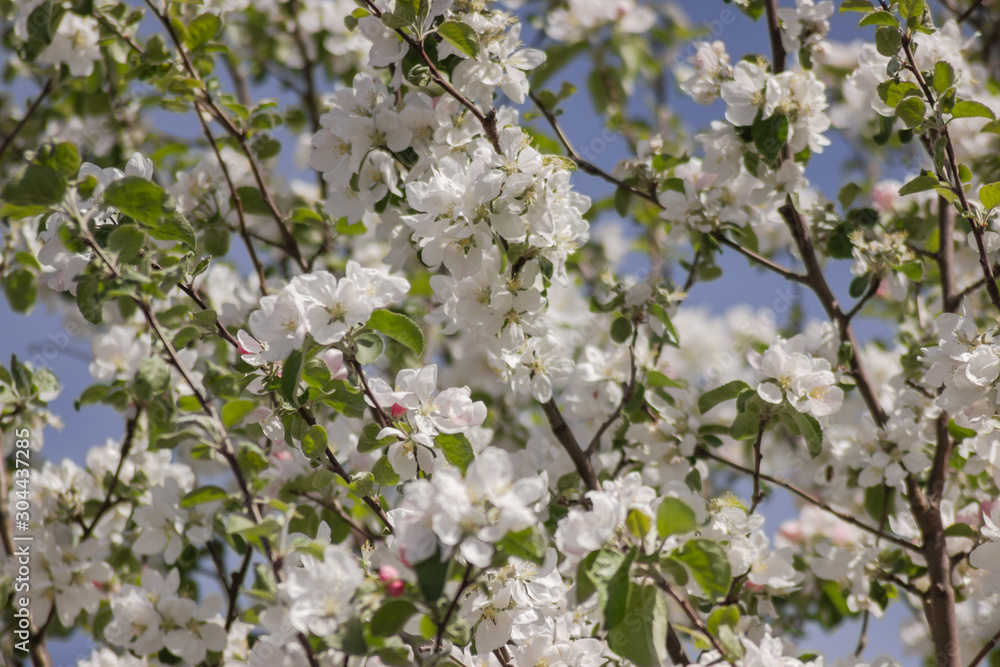 white apple blossom, apple tree in garden white apple blossom, apple tree in garden