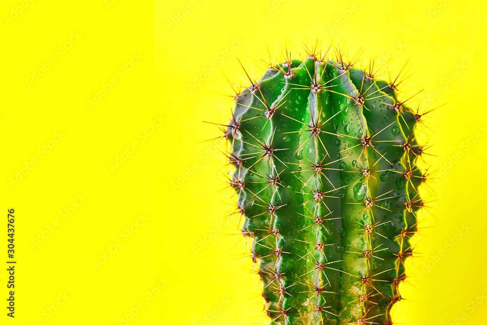 Naklejka premium Green cactus Summer style. Artistic Design. Yellow background