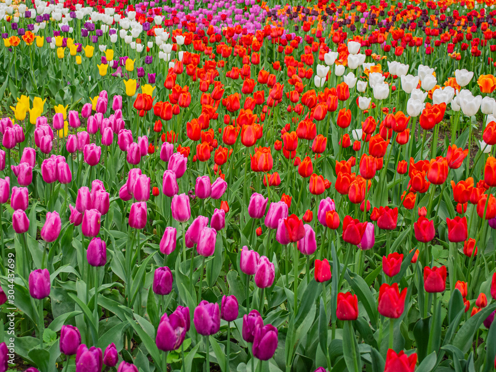 Blooming tulips. White, red, yellow, lilac tulips.