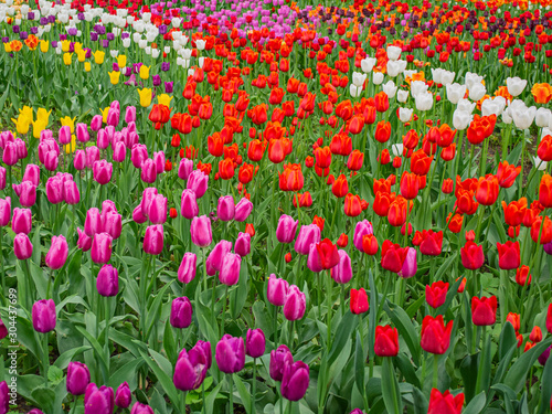 Blooming tulips. White  red  yellow  lilac tulips.