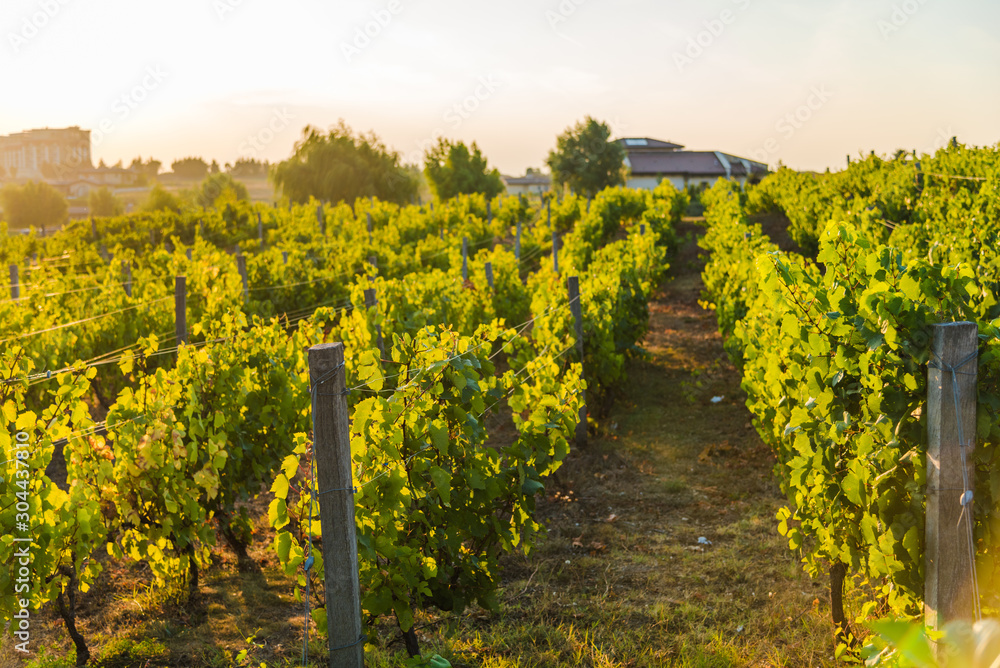 Vineyards at sunset. Vineyards near the sea coast. Agriculture, wine growing.
