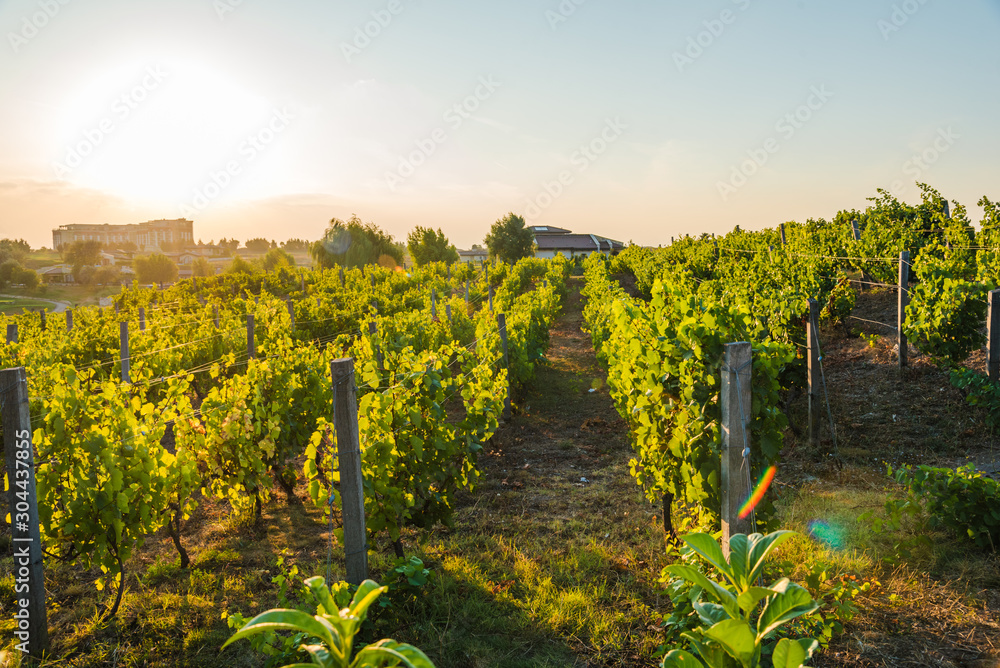 Vineyards at sunset. Vineyards near the sea coast. Agriculture, wine growing.