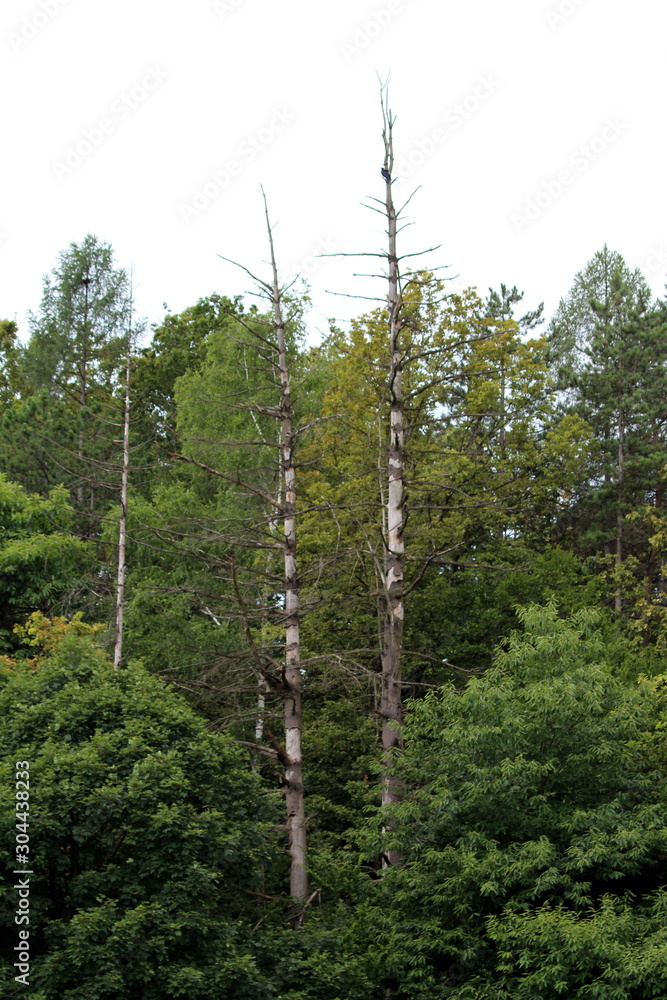 Obraz premium Two old tall narrow barren trees without any leaves growing above dense trees in local forest on warm summer day