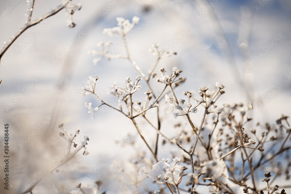 Magic flowers in icy sparkling on a beautiful natural background. Art photo. selective focus.