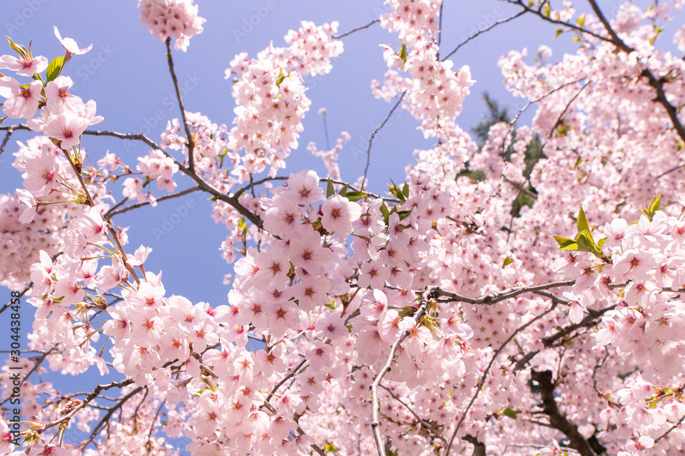 満開の桜　弘前公園