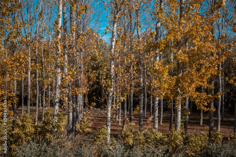 trees in landscape in autumn season trees in landscape in autumn season
