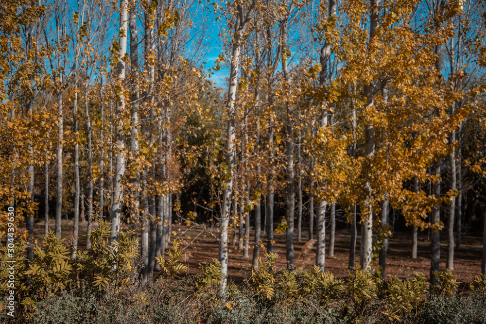 trees in landscape in autumn season