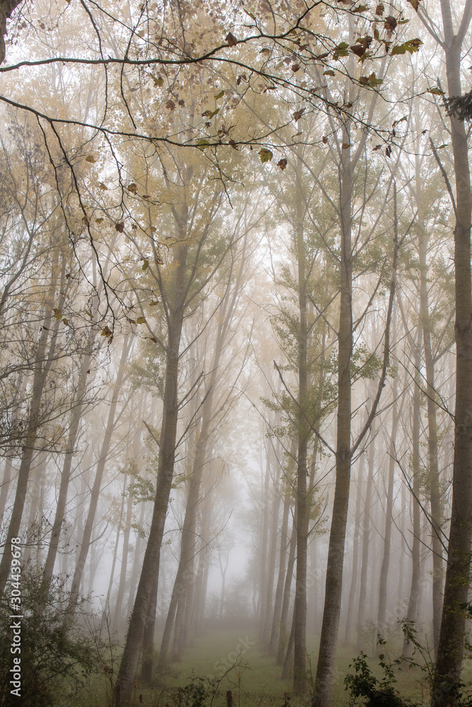 arbre de foret brouillard arbre de foret brouillard
