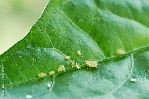 small aphid on a green leaf in the open air photo