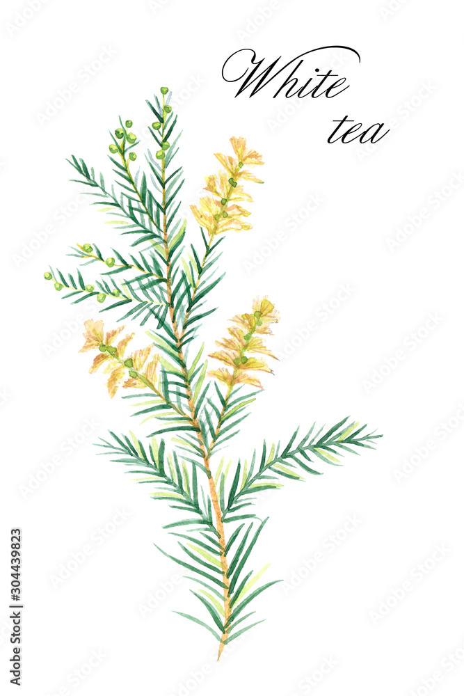 Fototapeta premium Watercolor hand-drawn white tea isolated on white background