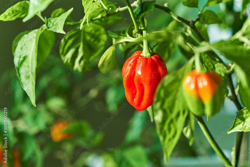 Habanero plant featuring fresh, ripe habanero peppers, ready for picking. Habanero plant featuring fresh, ripe habanero peppers, ready for picking.