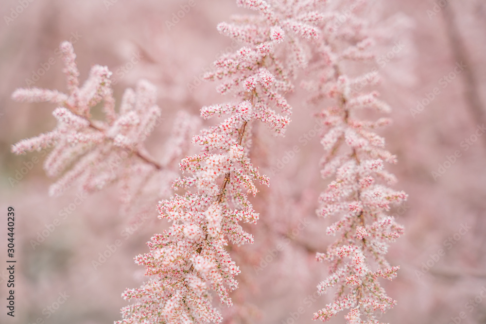 Light pink background from delicate tamarix flowers concept of spring freshness, youth, beauty.