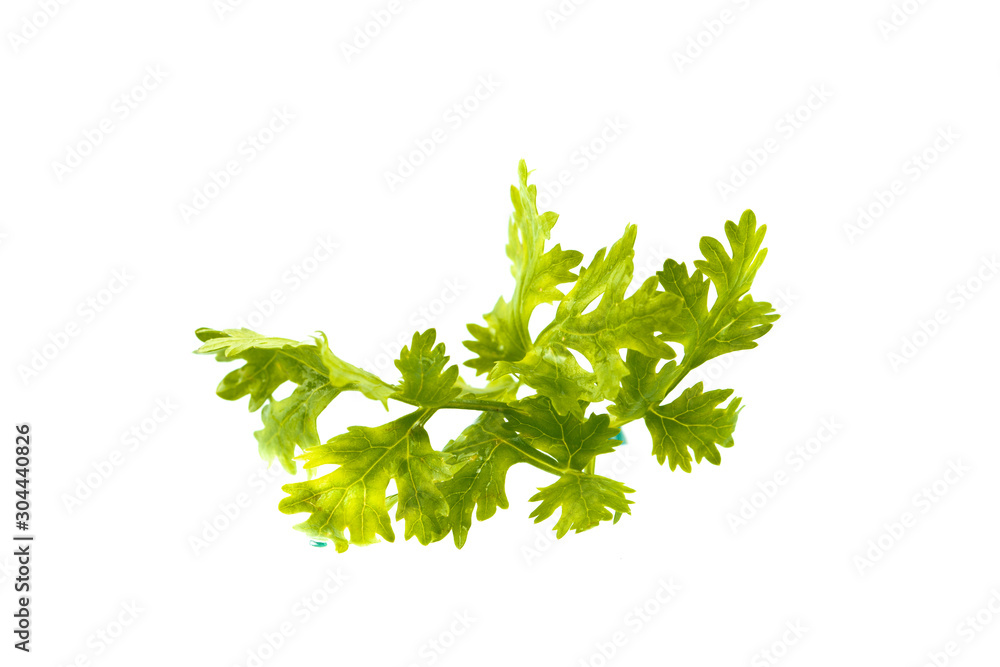 Coriander isolated on white background Coriander isolated on white background