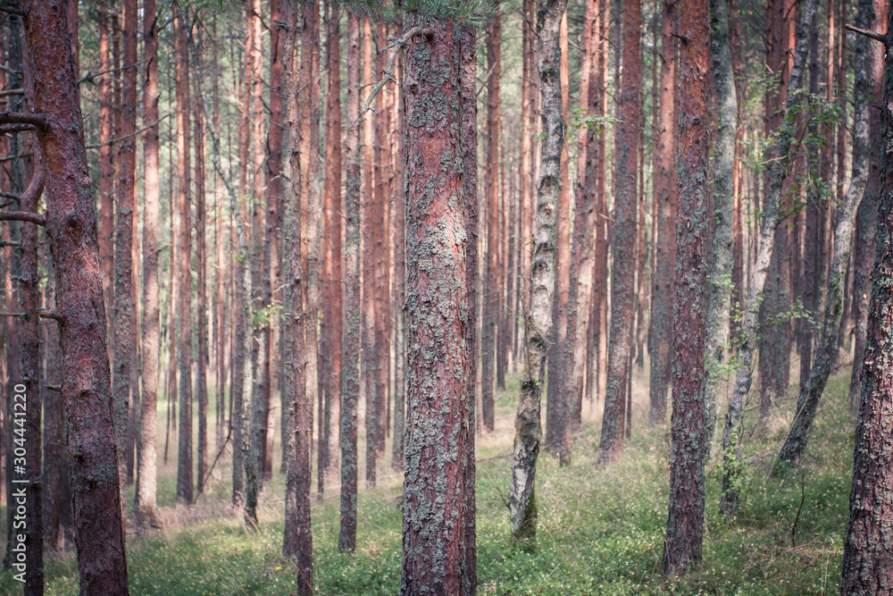 Scenic view of cane forest in cold tone and sun light with spots of grass at Curonian spit National Park. Scenic view of cane forest in cold tone and sun light with spots of grass at Curonian spit National Park.