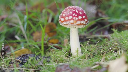 Fly Agaric Fungi in Grass photo