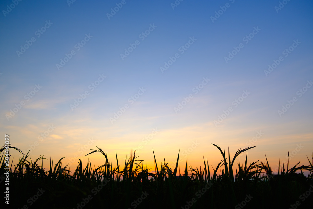 Silhouette rice sunset or sun rise time with copy space Silhouette rice sunset or sun rise time with copy space