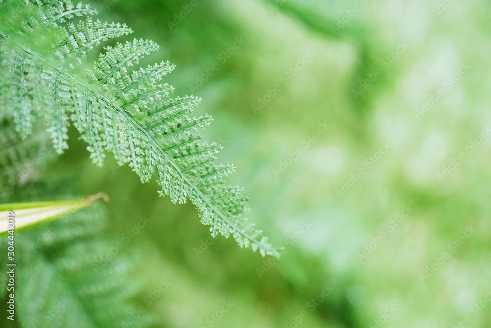 Close up nature green leaf on blurred green background in garden with copy space Close up nature green leaf on blurred green background in garden with copy space