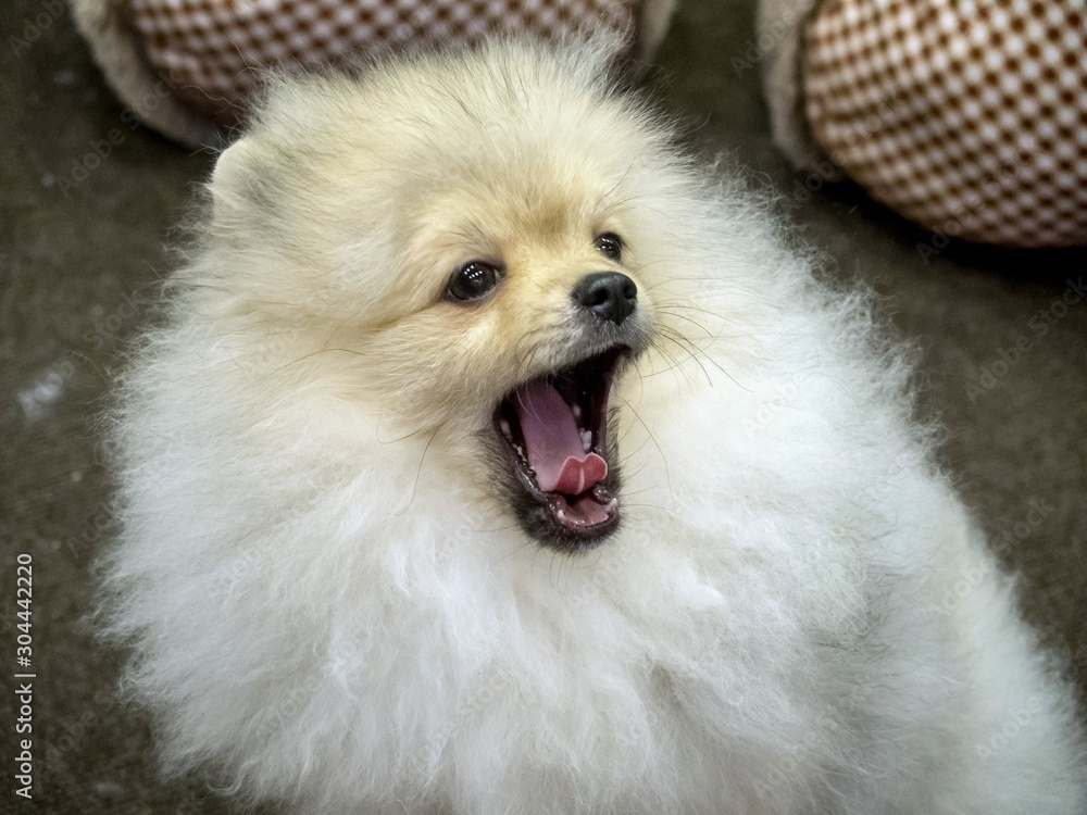 White Pomeranian Spitz yawns on a sofa. Breeding small breeds of dogs.