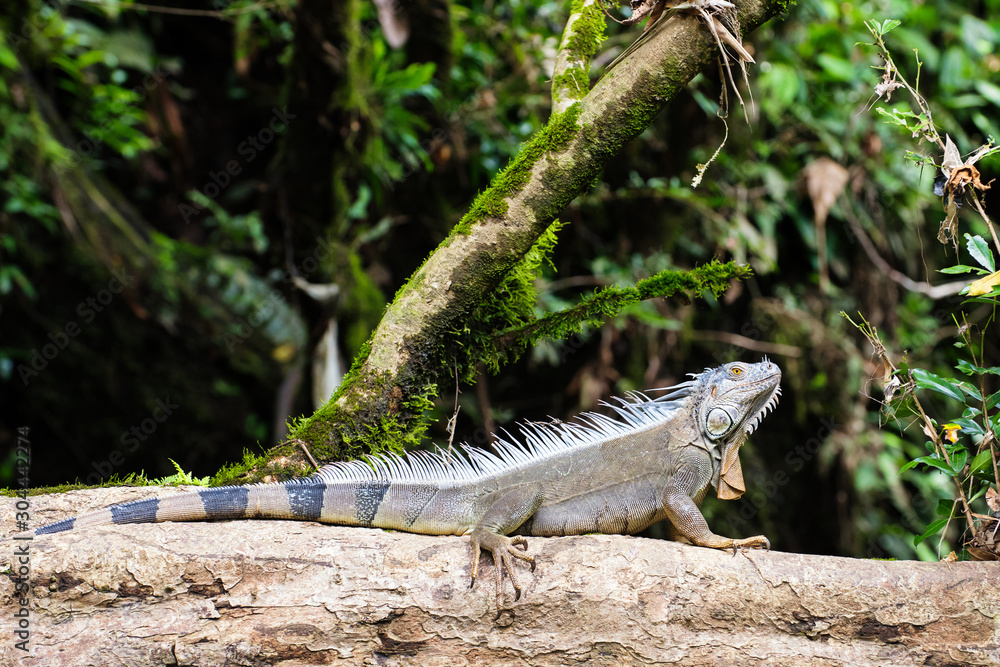 Iguana iguana rhinolopha on a forest tree at Rio Sarapiqui, Puero Viejo de Sarapiqui, Costa Rica. Beautiful reptile with jurassic appearance. Iguana iguana rhinolopha on a forest tree at Rio Sarapiqui, Puero Viejo de Sarapiqui, Costa Rica. Beautiful reptile with jurassic appearance.