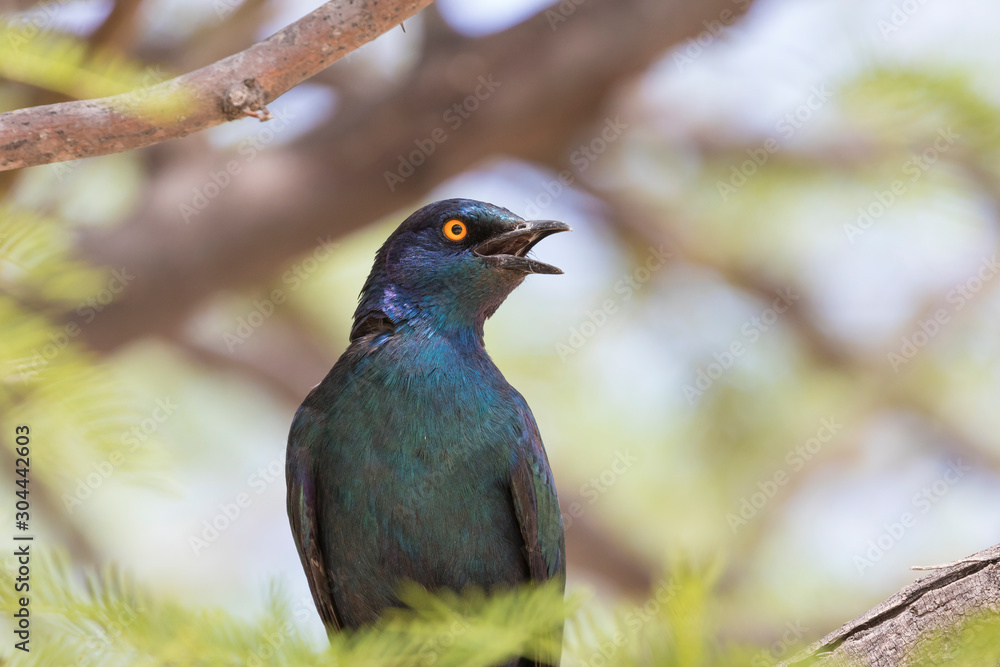 Cape Glossy Starling or Red-shouldered Glossy Starling (Lamprotornis nitens) perched on branch singing, Northern Cape, South Africa Cape Glossy Starling or Red-shouldered Glossy Starling (Lamprotornis nitens) perched on branch singing, Northern Cape, South Africa