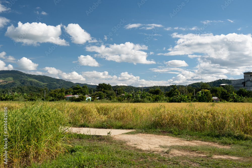 Countryside and rice fields on the indigo blue day.White clouds floating over the mountains