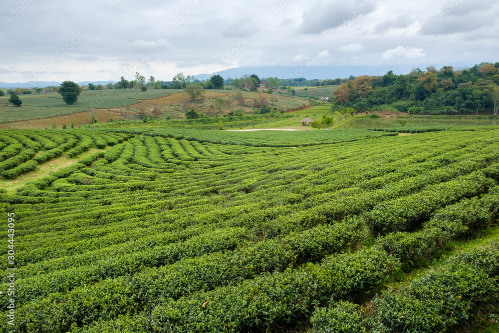 Field of green tea in  fram